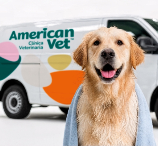 Hasta 20% de descuento en American Vet - American Vet