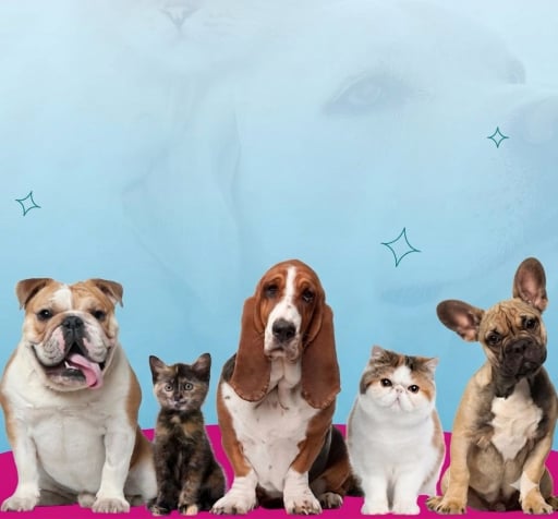 Hasta 10% de descuento en Pet time - Pet time